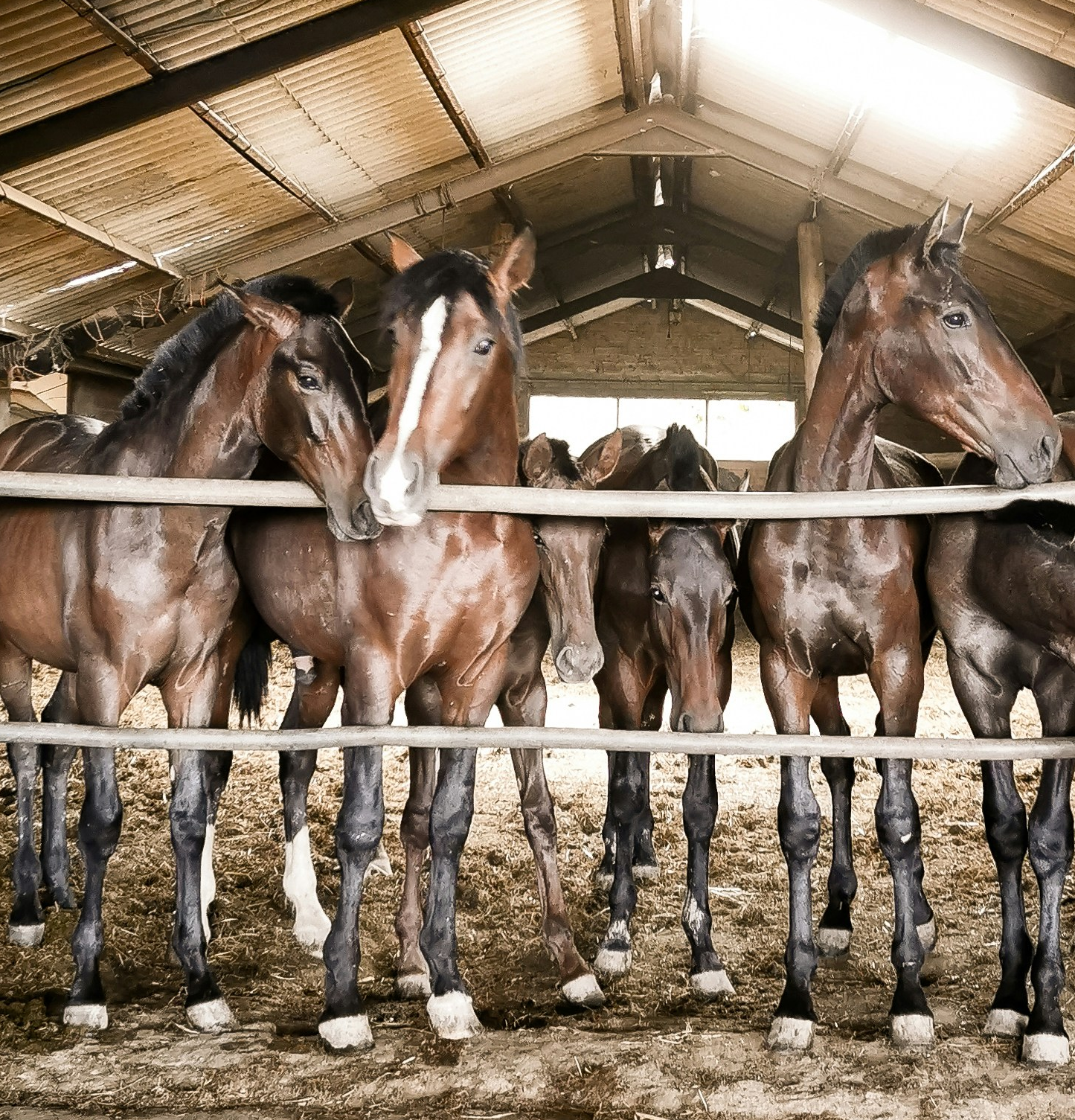 Horses standing inside a stable with wooden floors and beams.