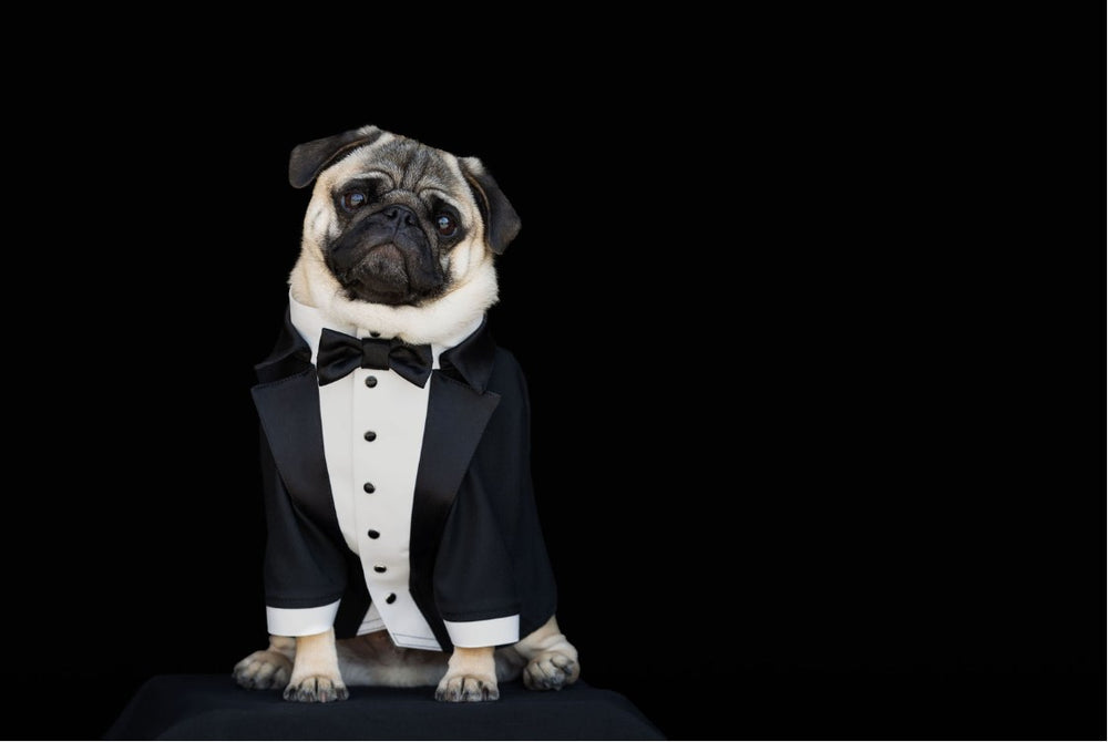 Picture of Mortimer the pug in a tuxedo