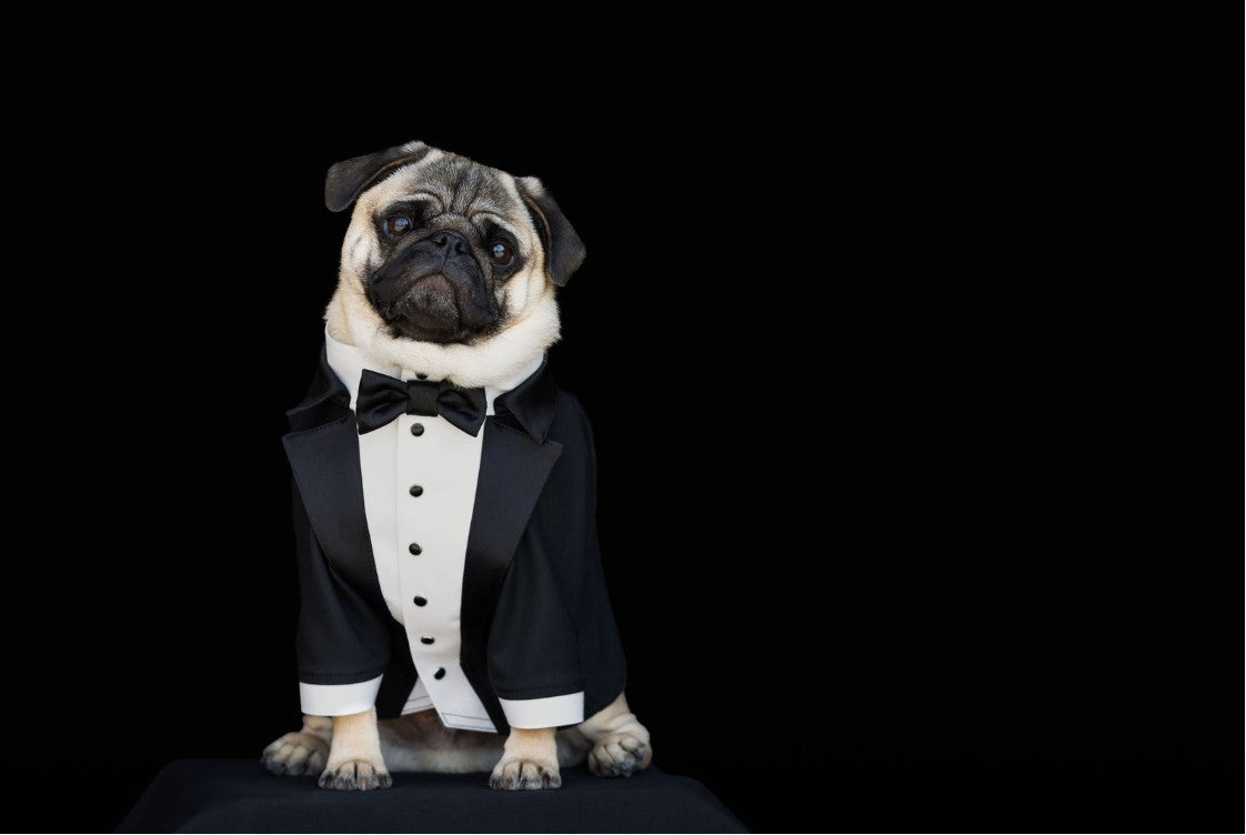 Picture of Mortimer the pug in a tuxedo