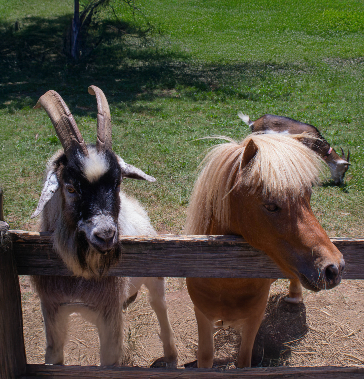 Goat and pony standing behind a wooden fence in an outdoor setting