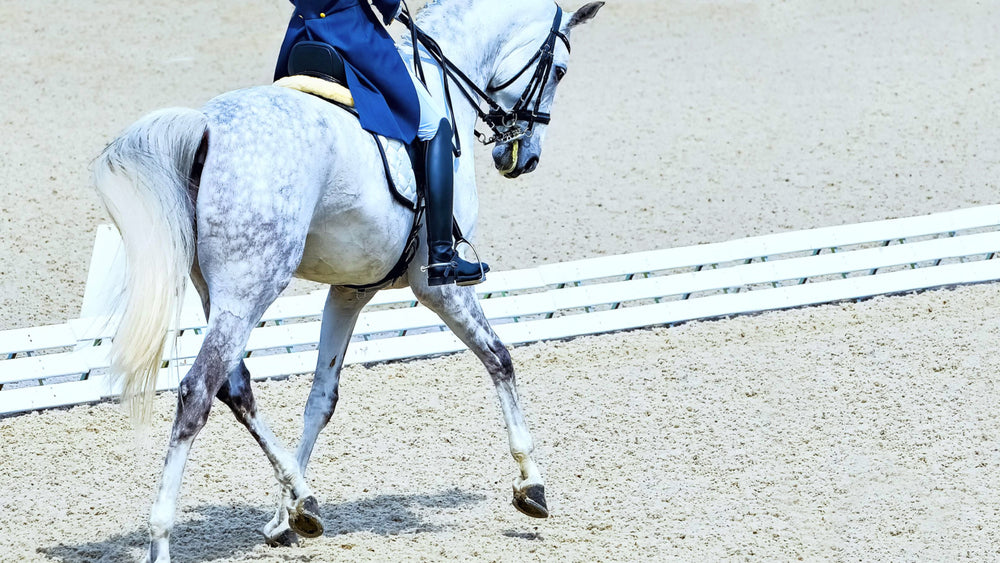 Picture of dressage rider on horse