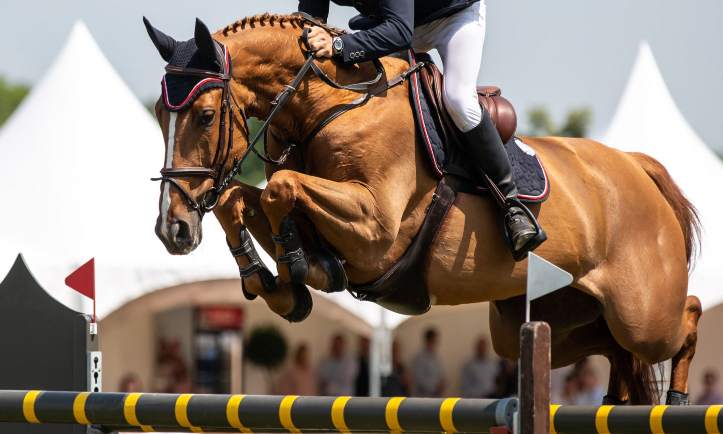 Picture of horse and rider jumping a standard.