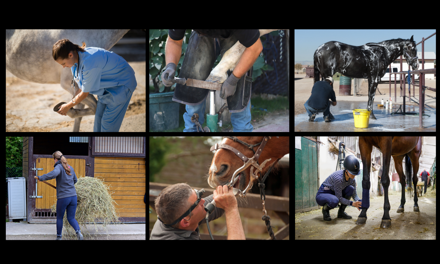 6 different pictures of people working with horses
