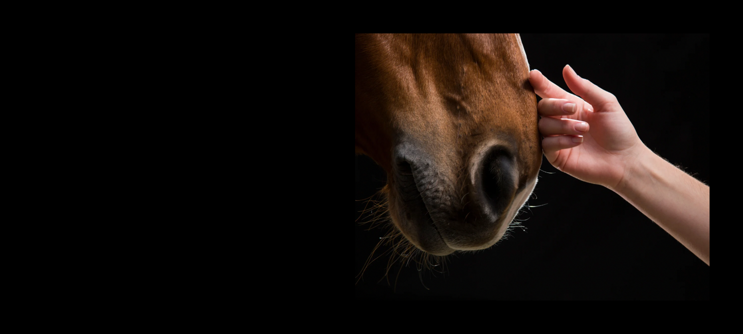 Close-up of a horse's face with a hand petting it against a black background