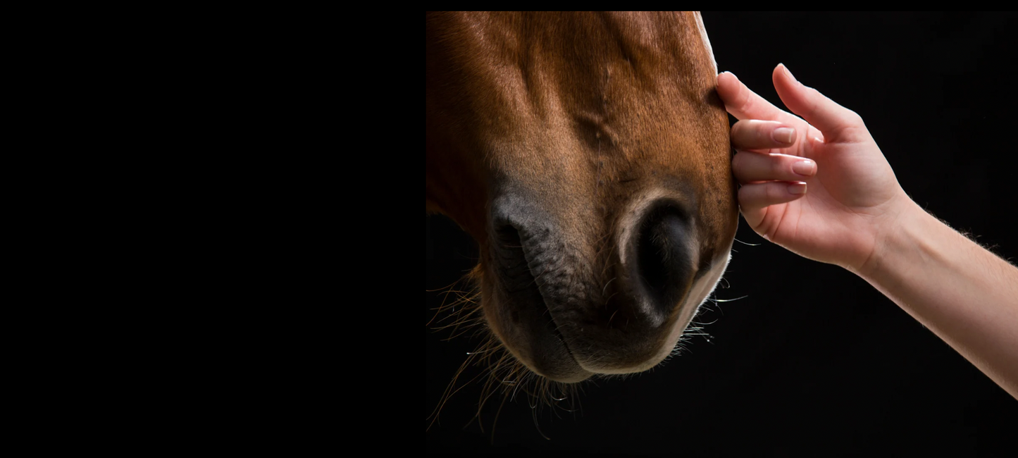 Close-up of a horse's nose being touched by a human hand on a black background
